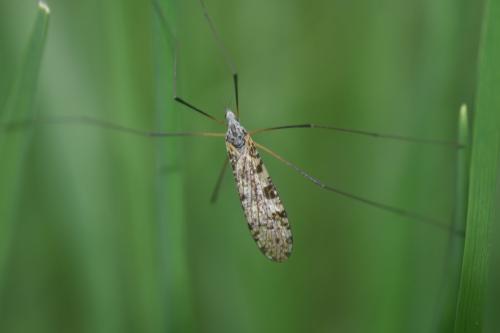 Limnophila schranki